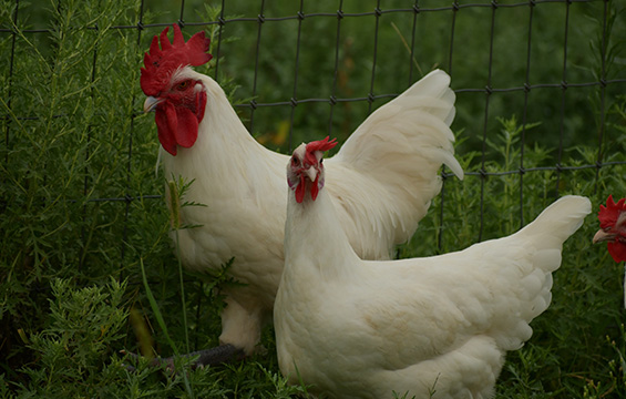 Poularde de Bresse pochée Poularde de Bresse pochée